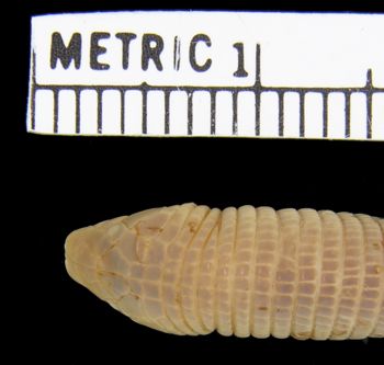 Media type: image; Herpetology R-42866